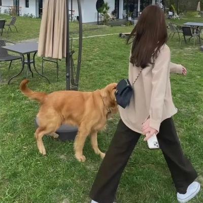 树篱女巫